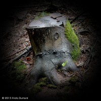 /album/feeries/frida-dumont-img-4936-jpg/